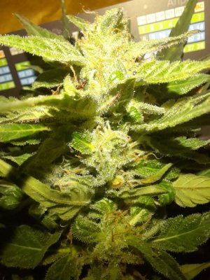 IMG_20240626_092901_637.jpg IMG_20240626_092901_637.jpg