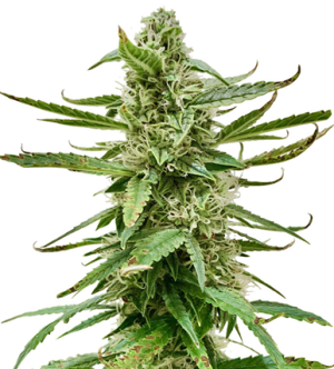 1719394162723.png 1719394162723.png