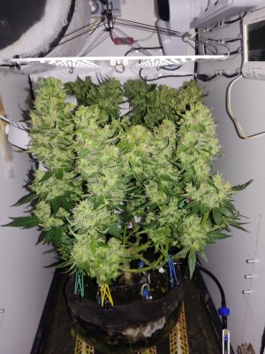 IMG_20240701_023145.jpg IMG_20240701_023145.jpg