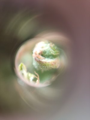 IMG_20240701_024940.jpg IMG_20240701_024940.jpg