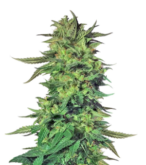 1719933067393.png 1719933067393.png