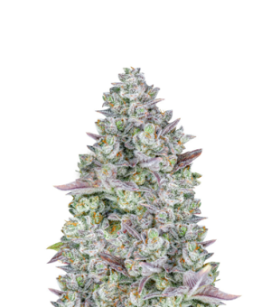 1719933073664.png 1719933073664.png