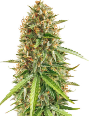 1720089277953.png 1720089277953.png