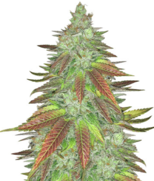 1720092690916.png 1720092690916.png