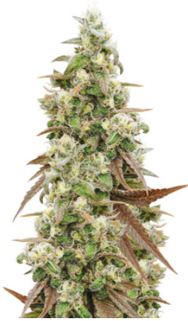 1720092740132.png 1720092740132.png