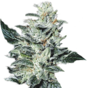 1720092770219.png 1720092770219.png