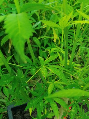 IMG_20240707_194939.jpg IMG_20240707_194939.jpg