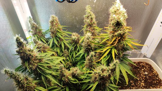 1000021013.jpg 1000021013.jpg