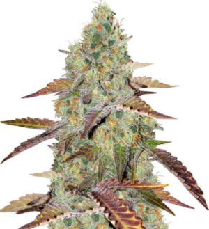 1720543200308.png 1720543200308.png