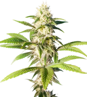 1720630263596.png 1720630263596.png