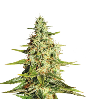 1720692208246.png 1720692208246.png