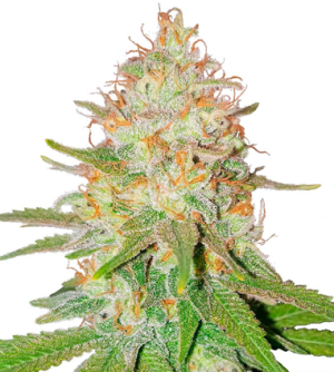 1720708909366.png 1720708909366.png