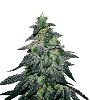 1720881652289.png 1720881652289.png