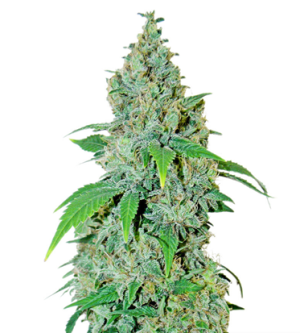 1720881664556.png 1720881664556.png