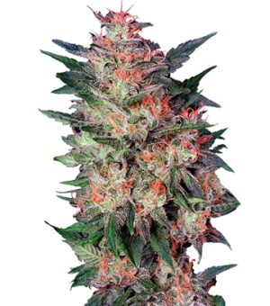 1721312087516.png 1721312087516.png