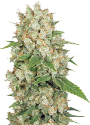 1721654726009.png 1721654726009.png