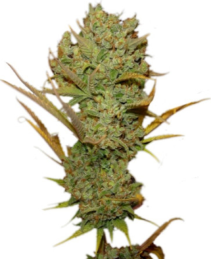 1721654775958.png 1721654775958.png