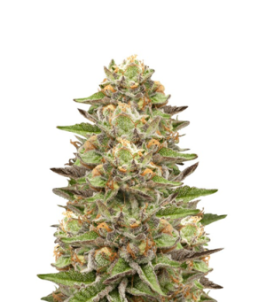 1721826657199.png 1721826657199.png