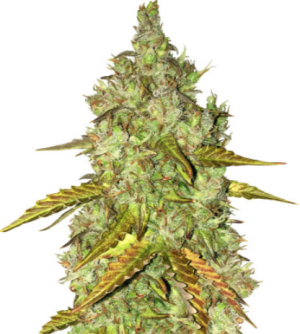 1721836363361.png 1721836363361.png