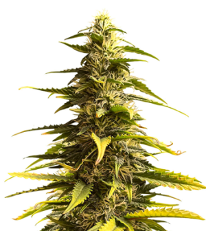 1721895840460.png 1721895840460.png