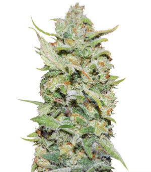 1721913190097.png 1721913190097.png