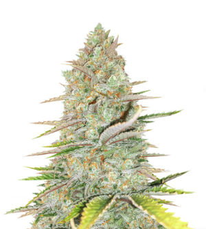 1721913194207.png 1721913194207.png