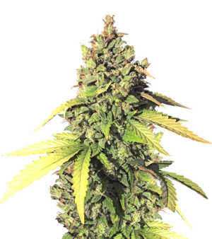 1721913198796.png 1721913198796.png