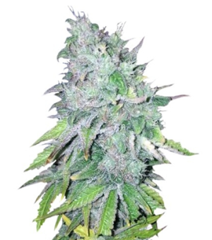 1722070619122.png 1722070619122.png