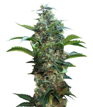 1722070646564.png 1722070646564.png