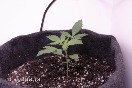 вкусняшка (4).jpg вкусняшка (4).jpg