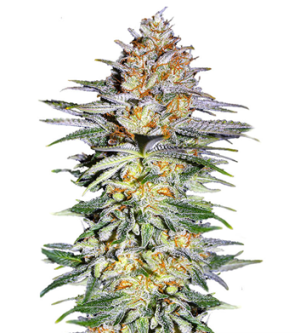 1722436903555.png 1722436903555.png