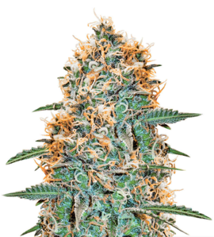 1722436927794.png 1722436927794.png