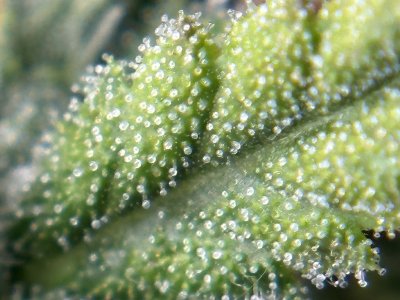 IMG_5049.jpeg IMG_5049.jpeg