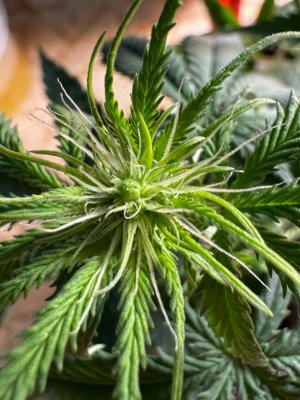 5298507751154113878.jpg 5298507751154113878.jpg