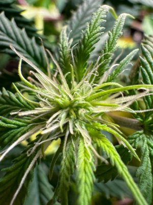 5298507751154113880.jpg 5298507751154113880.jpg