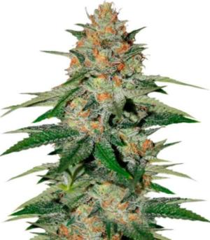 1722872491452.png 1722872491452.png