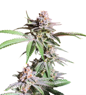 1722947939284.png 1722947939284.png