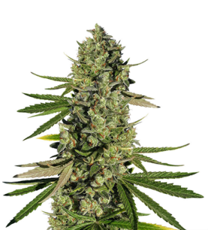 1722947943257.png 1722947943257.png