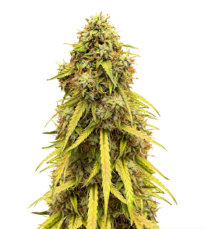 1722964705352.png 1722964705352.png