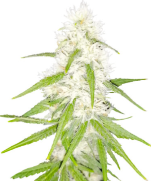 1722984921608.png 1722984921608.png