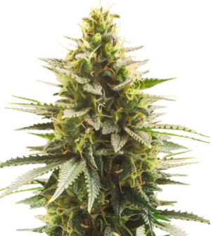 1723287840048.png 1723287840048.png