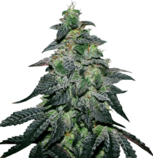 1723292016355.png 1723292016355.png