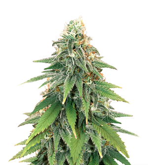 1723630510481.png 1723630510481.png