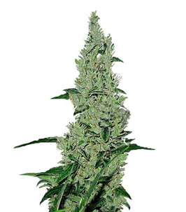 1723740822598.png 1723740822598.png