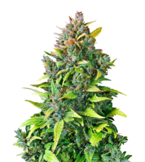 1723793840548.png 1723793840548.png