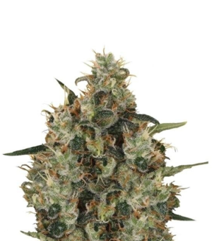 1723802171945.png 1723802171945.png