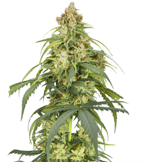 1723802178216.png 1723802178216.png