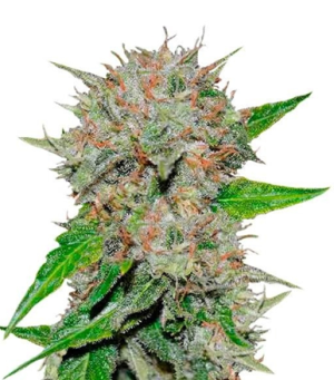 1723802187686.png 1723802187686.png