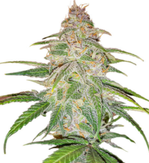 mandarin.png mandarin.png