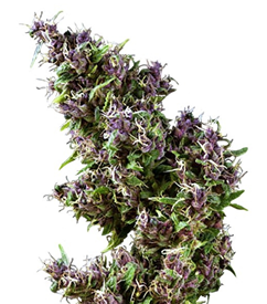 1723976912852.png 1723976912852.png